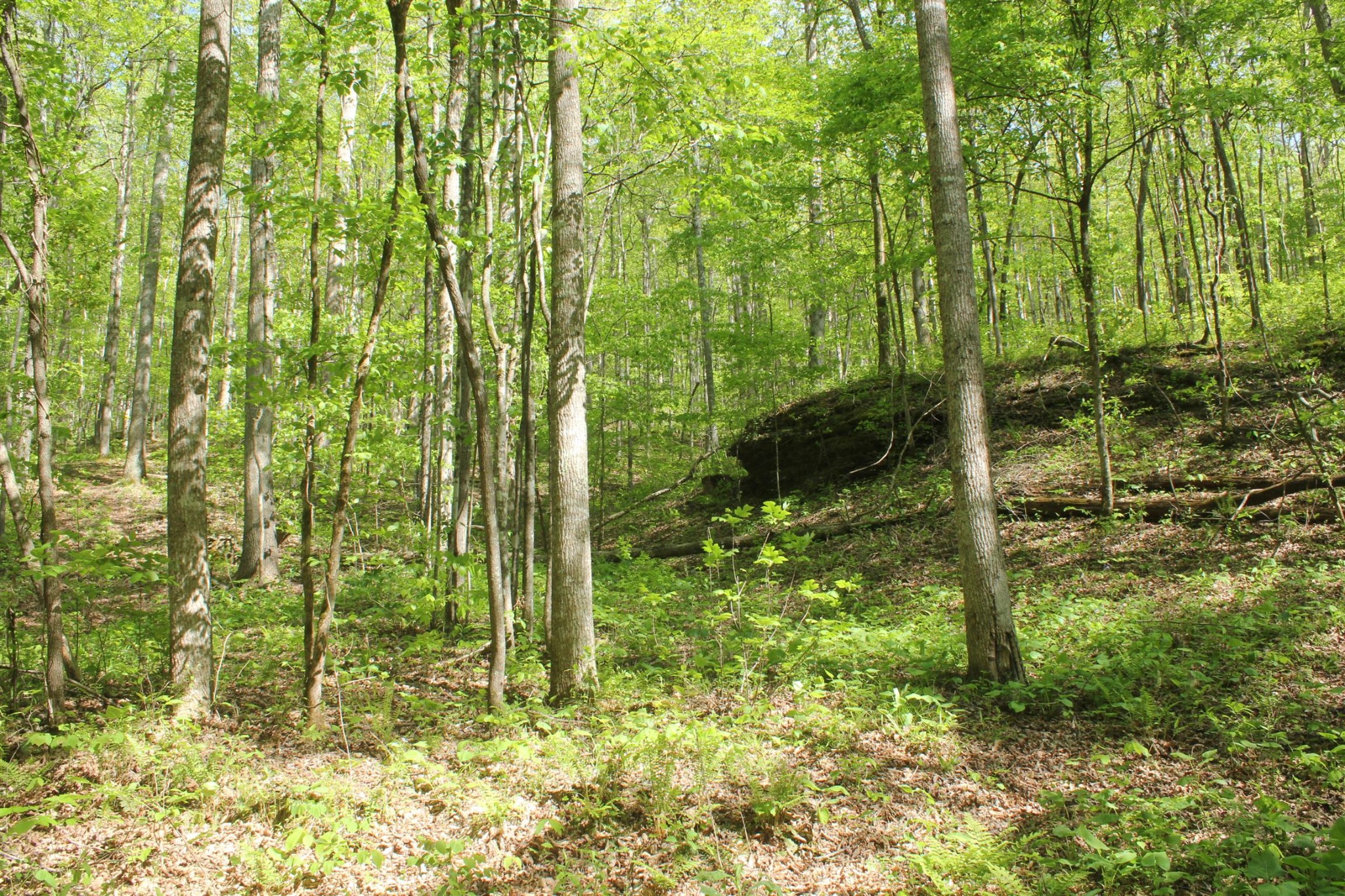 201 Rackley Road Hohenwald, TN 38462 - Photo 19 of 30 Gallery Image 19