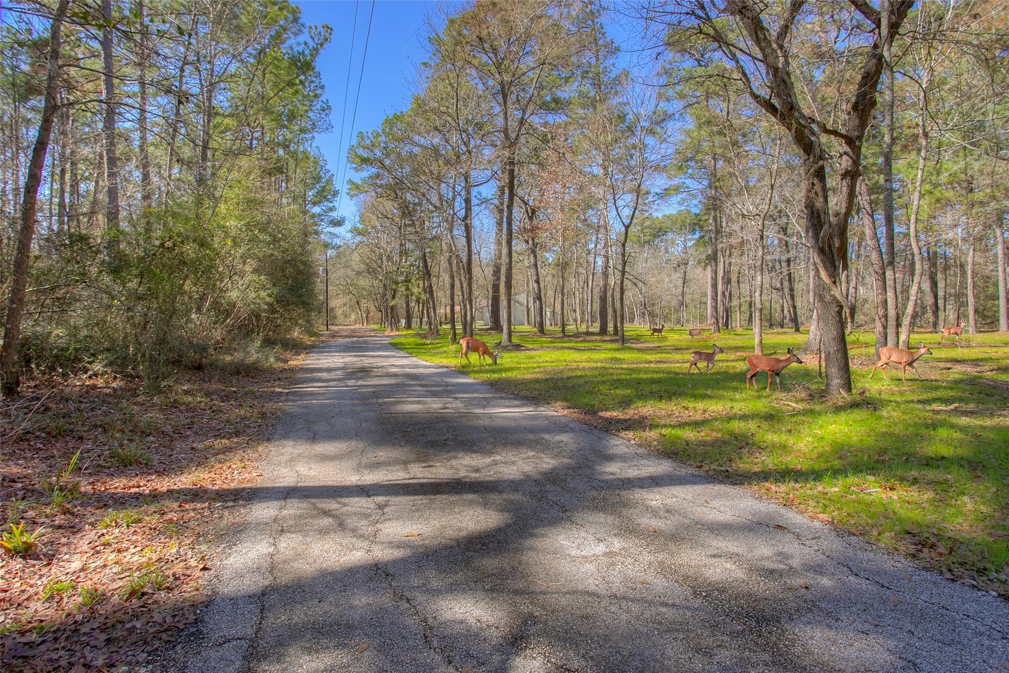 83 Dahlia Road Huntsville, TX 77320 - Photo 43 of 49 a view of a park with large trees