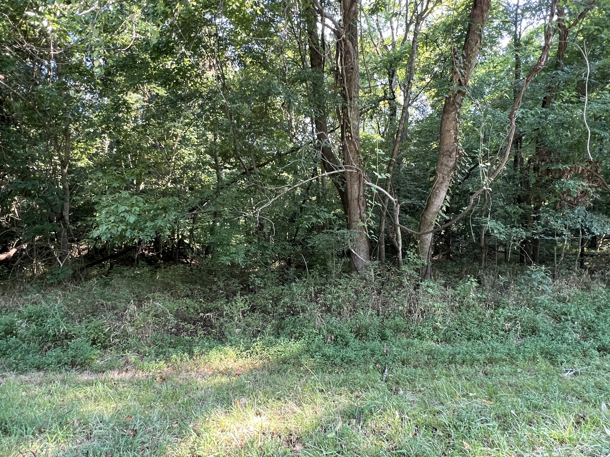 7 Jarrell Ridge Road Clarksville, TN 37043 - Photo 4 of 6 a view of a forest with trees in the background