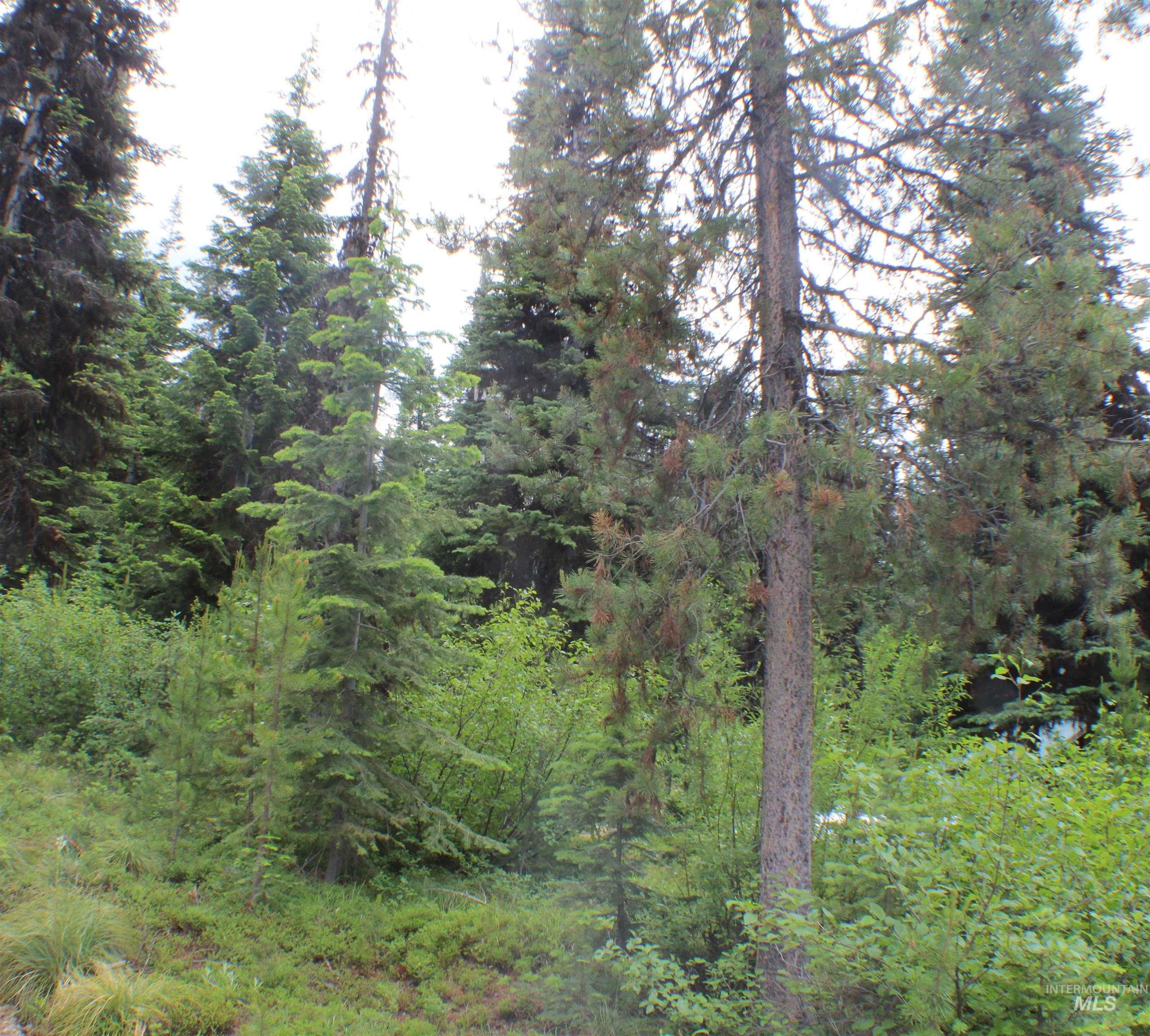 258 Rhett Creek Road Elk City, ID 83525 - Photo 41 of 43