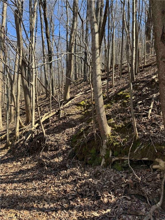 3366 Crippled Oak Trail Jasper, GA 30143 - Photo 11 of 22 a view of a yard with plants and trees