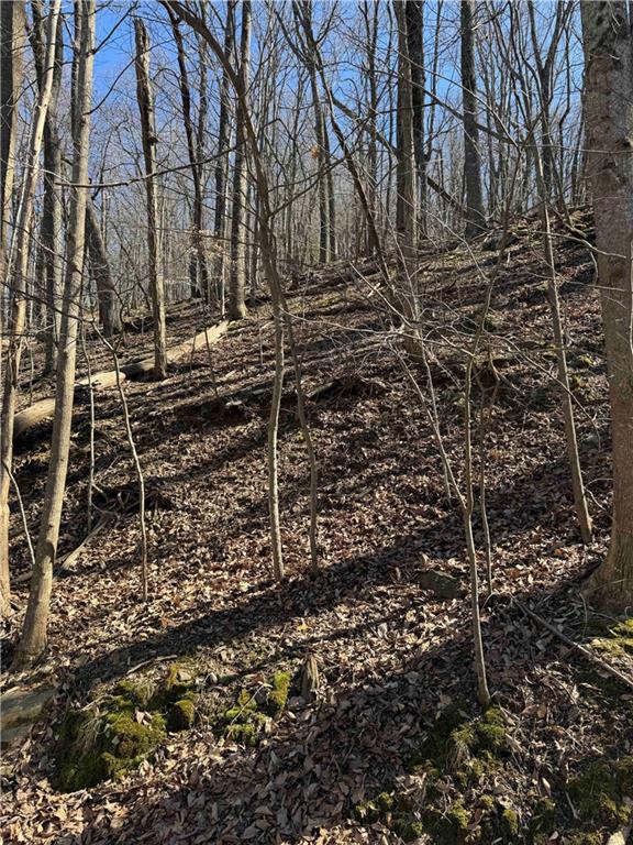 3366 Crippled Oak Trail Jasper, GA 30143 - Photo 12 of 22 a backyard of a house with lots of plants and large trees