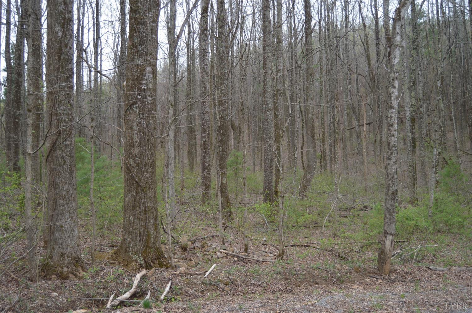 0 Haycock Road Southeast Floyd, VA 24091 - Photo 15 of 22 a view of a forest