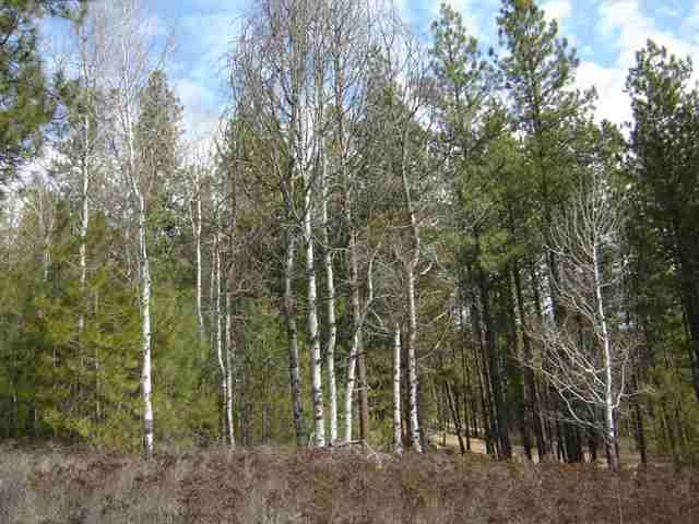 900 Buffalo-Wilson Road Colville, WA 99114 - Photo 2 of 9