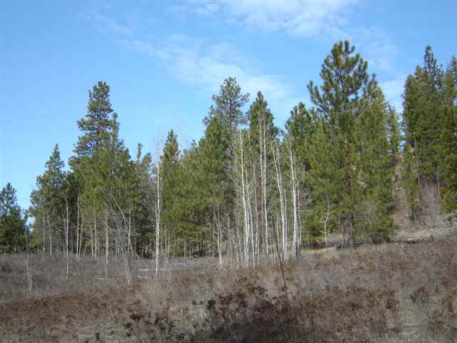 900 Buffalo-Wilson Road Colville, WA 99114 - Photo 3 of 9