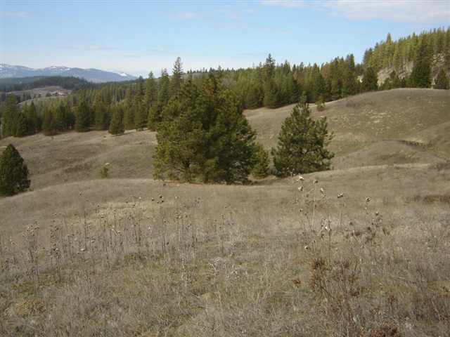 900 Buffalo-Wilson Road Colville, WA 99114 - Photo 7 of 9