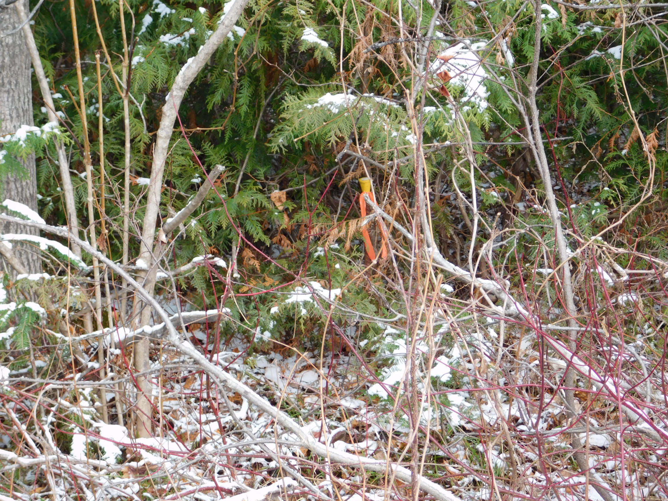 0 Bubar Road Blaine, ME 04734 - Photo 6 of 7 DSCN6354