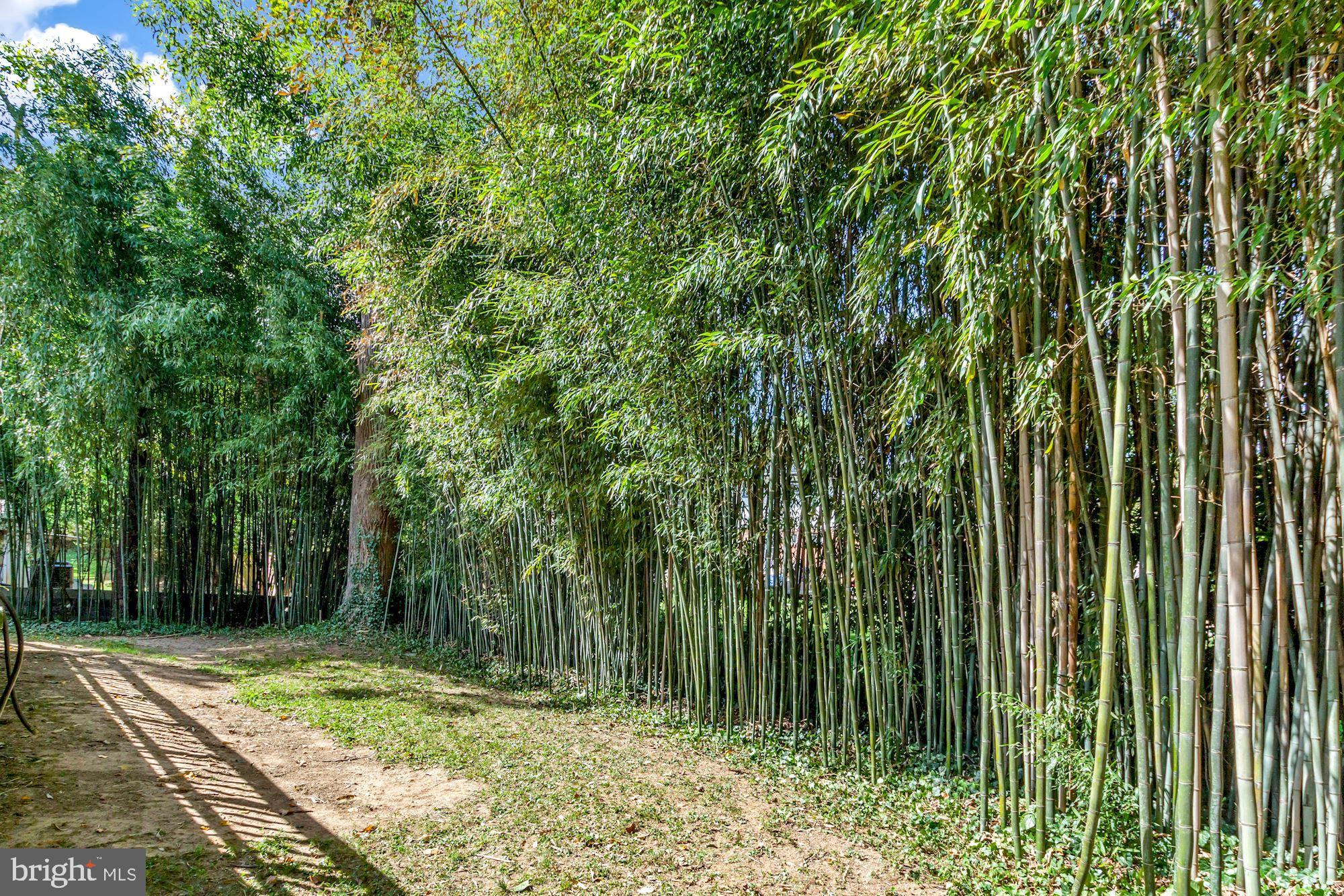 6203 Winston Drive Bethesda, MD 20817 - Photo 35 of 35 Privacy Bamboo Trees