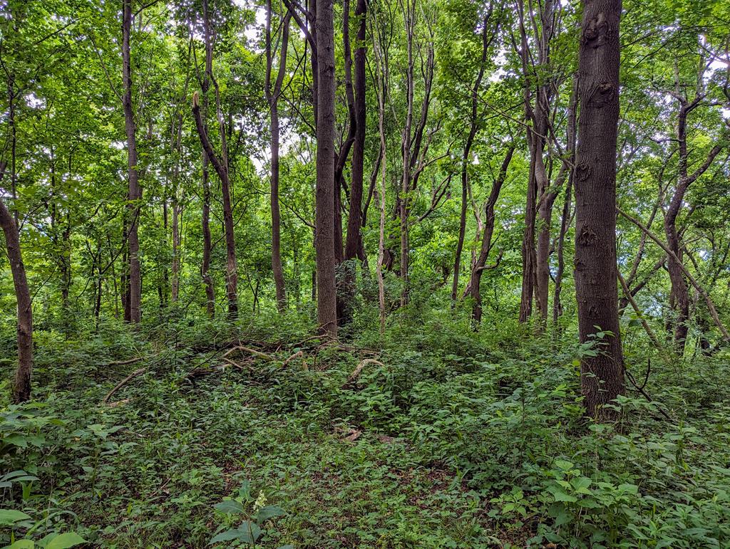 0 Trot Valley Road Stuart, VA 24171 - Photo 10 of 20 Gallery Image 10