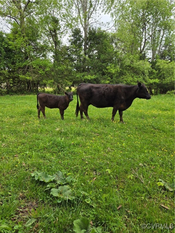 0 Perkinsville Road Maidens, VA 23102 - Photo 11 of 22