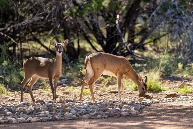 a view of a tree in front of a house