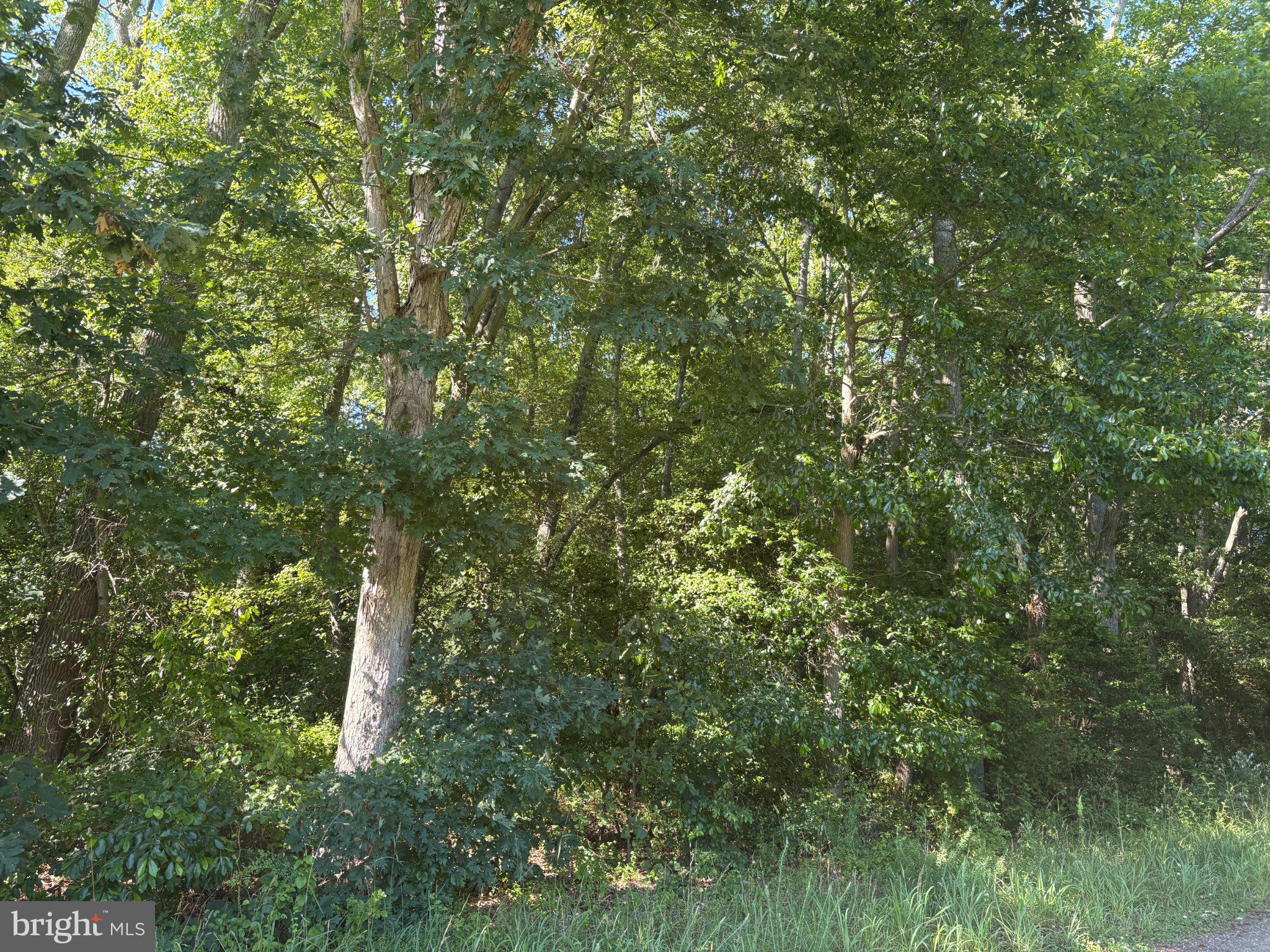 0 Mill Pond Road Salem County, NJ 08502 - Photo 3 of 4 Lush greenery envelops a serene path.
