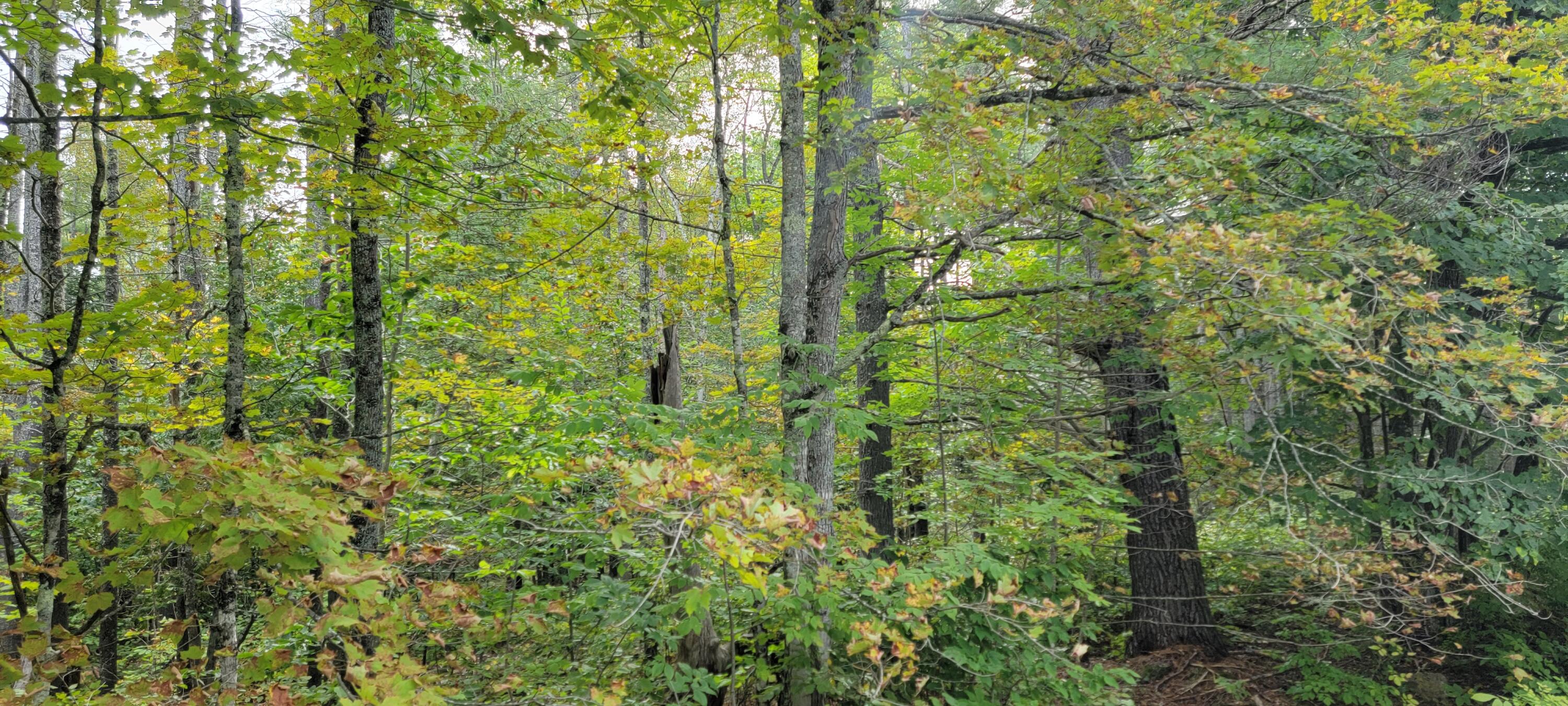 0 Foxcroft Center Road Dover-Foxcroft, ME 04426 - Photo 9 of 16 20230915_095307