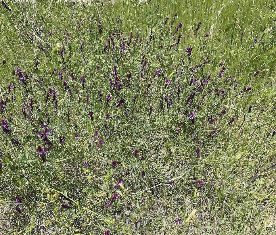 9660 Harrington Flat Road Middletown, CA 95461 - Photo 10 of 19