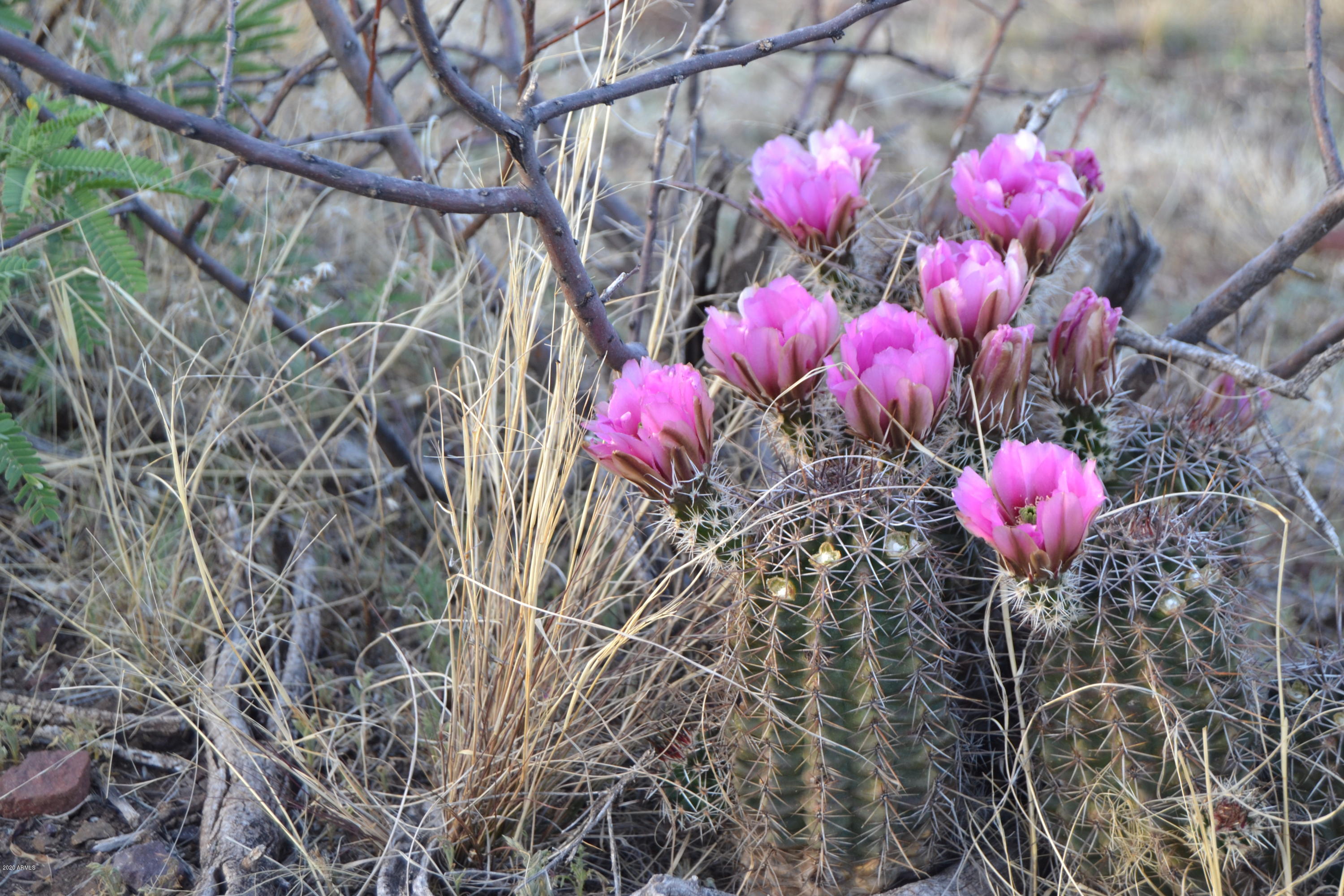 Tbd North Lobo Road Douglas, AZ 85607 - Photo 19 of 24 DSC_0003