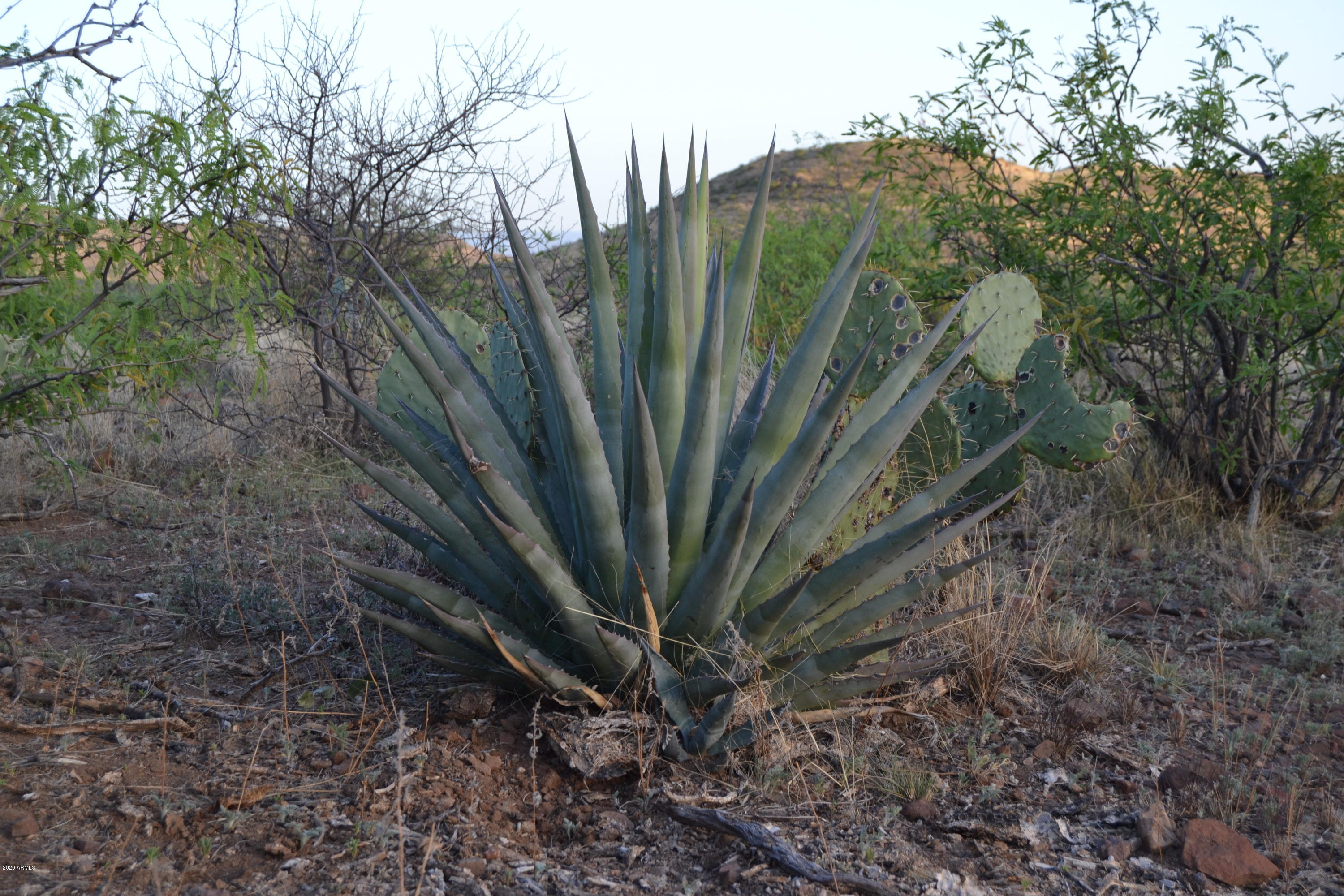 Tbd North Lobo Road Douglas, AZ 85607 - Photo 22 of 24 DSC_0013