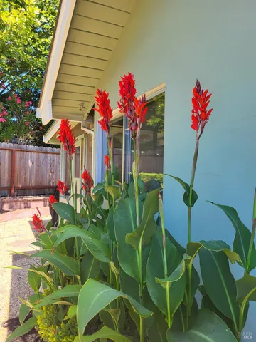 a view of a backyard with plants