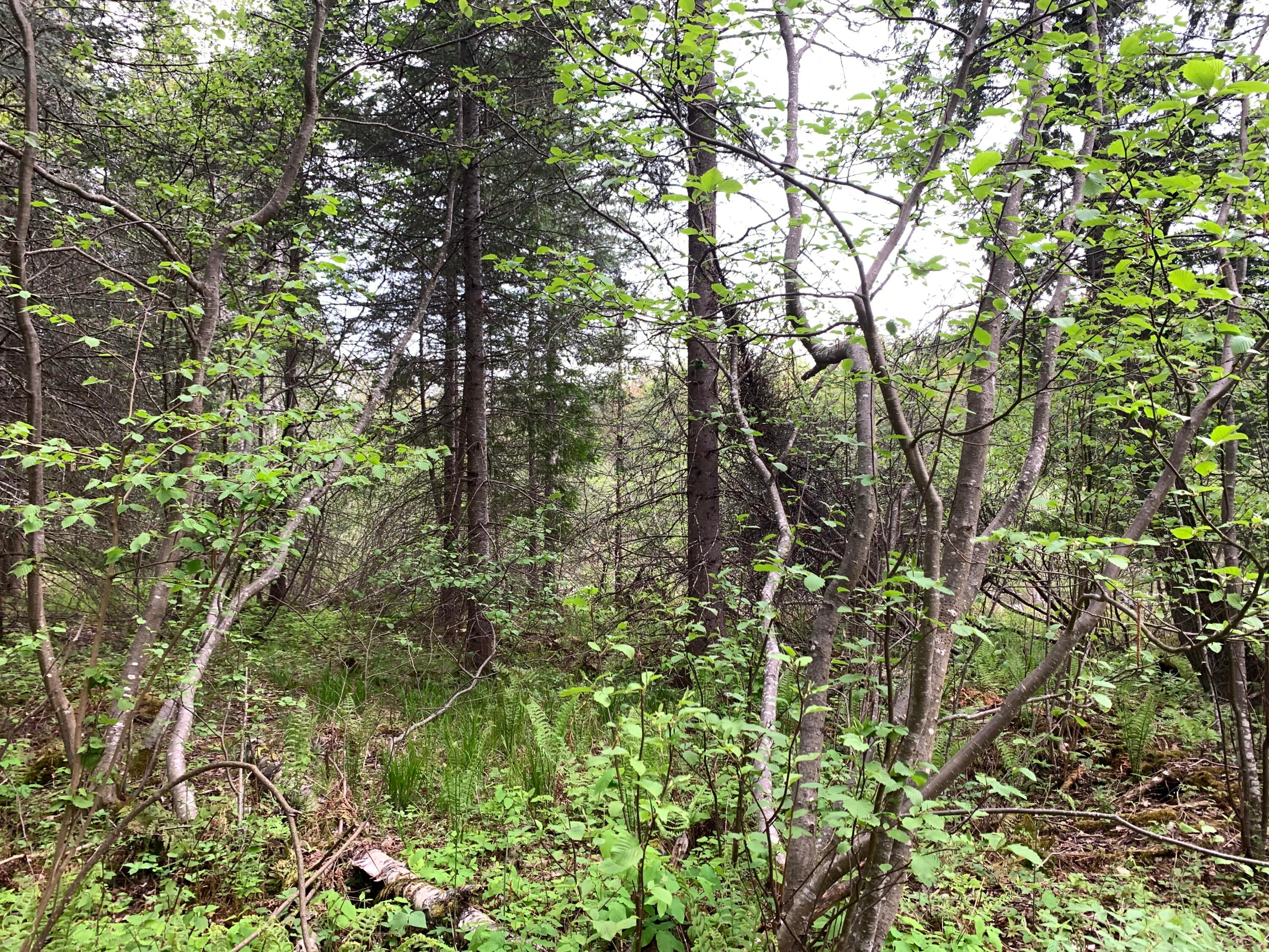 Walker Road Moran, MI 49760 - Photo 24 of 40 Gallery Image 24