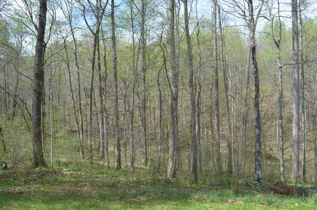 1453 Keesee Road Clarksville, TN 37040 - Photo 4 of 17 Private Backyard