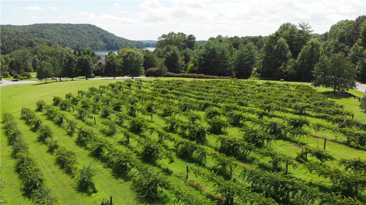 Lot Vp Starglass Way Sunset, SC 29685 - Photo 16 of 17 Working Vineyards - Muscadine Grapes