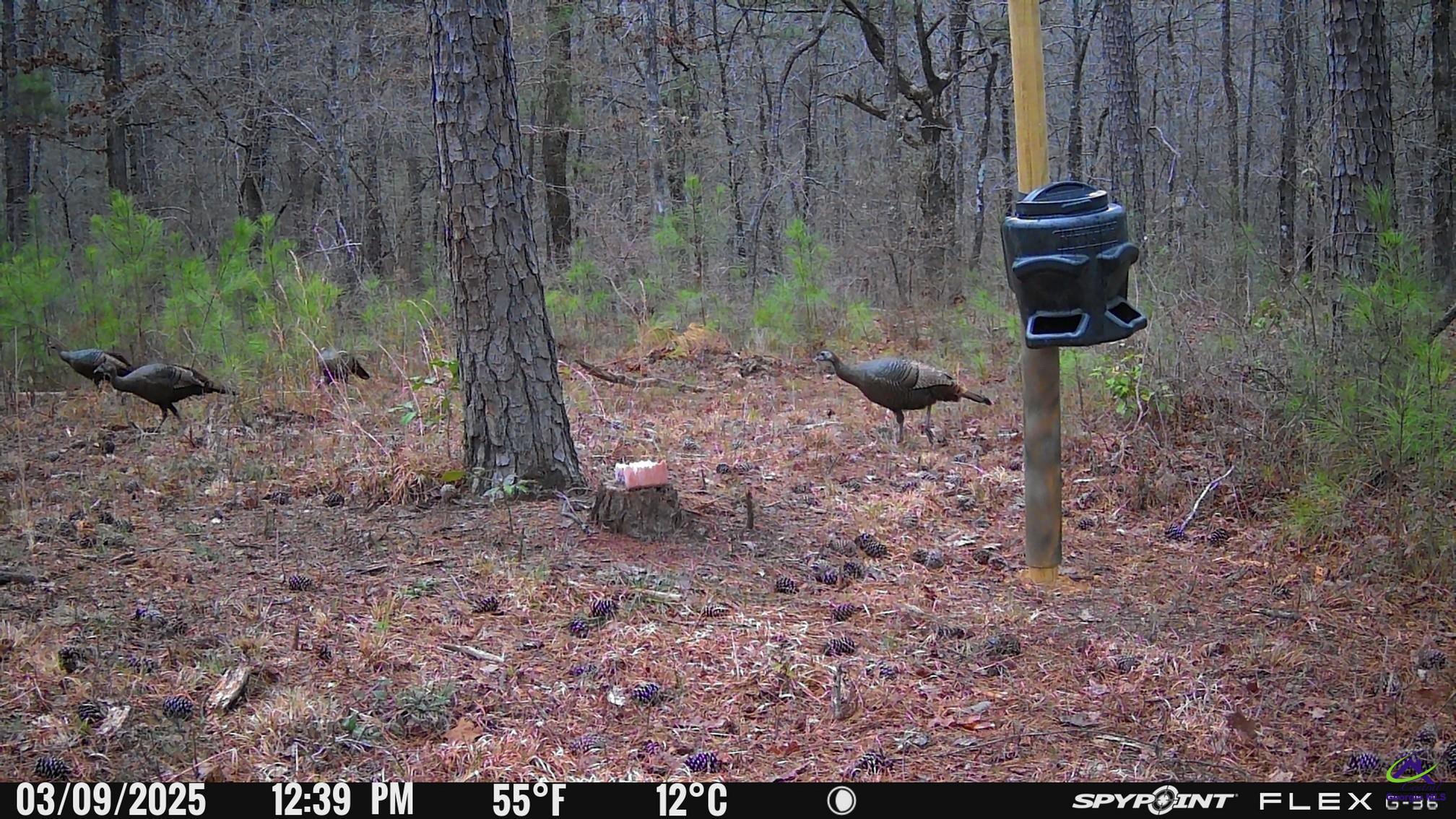 1351 Dixon Road Roberta, GA 31078 - Photo 9 of 26