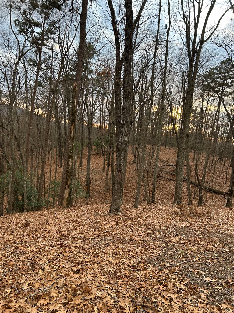 0 Tracks Hollow Murphy, NC 28906 - Photo 3 of 3 a backyard of a house with large trees