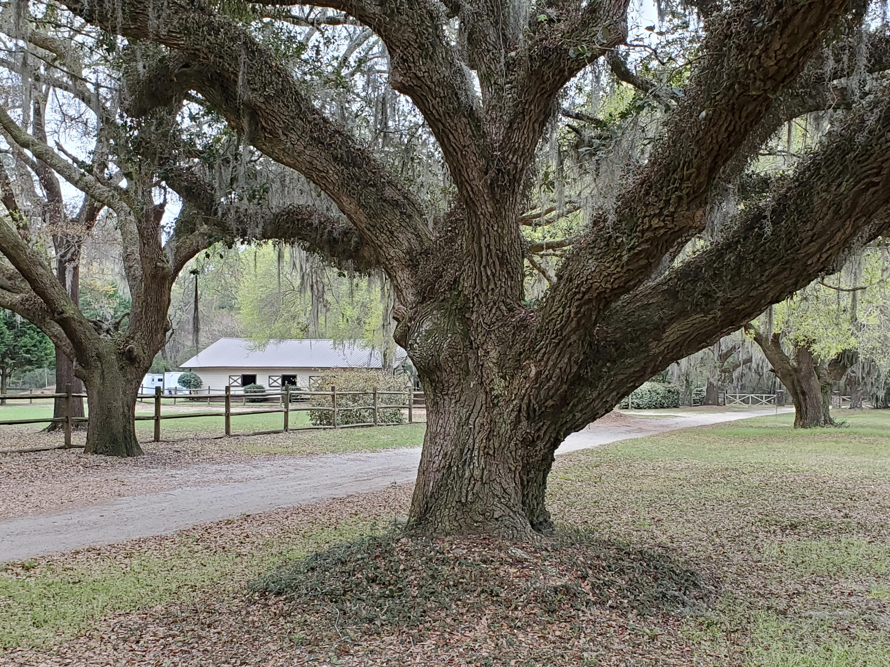6295 Rockefeller Road Wadmalaw Island, SC 29487 - Photo 8 of 12 R.Rd.barn&Oak