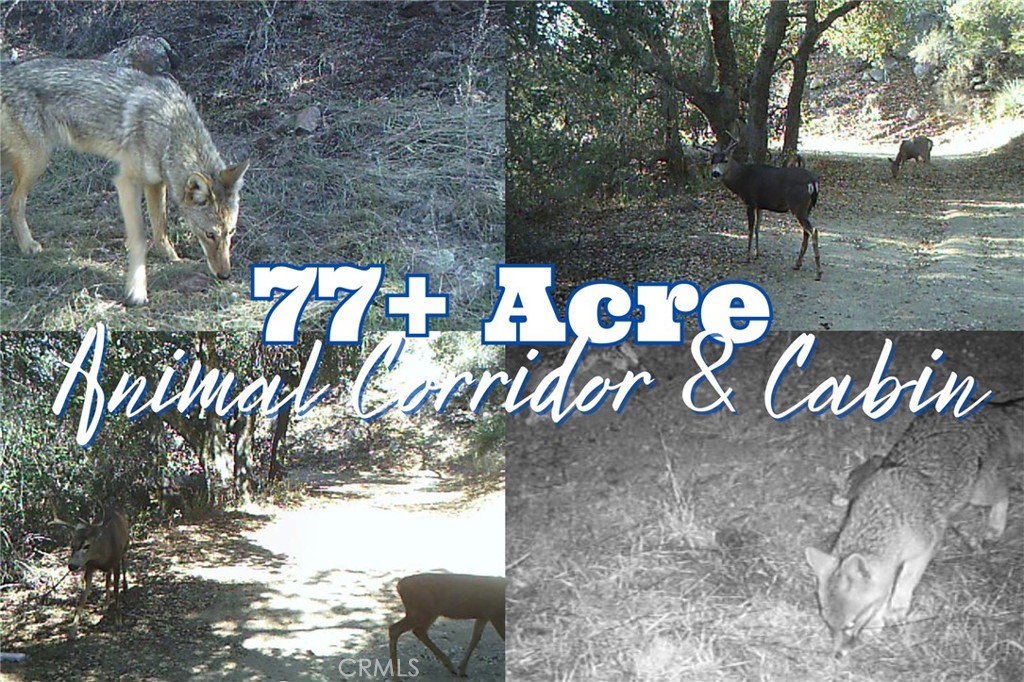 28618 Chihuahua Valley Road Warner Springs, CA 92086 - Photo 3 of 40