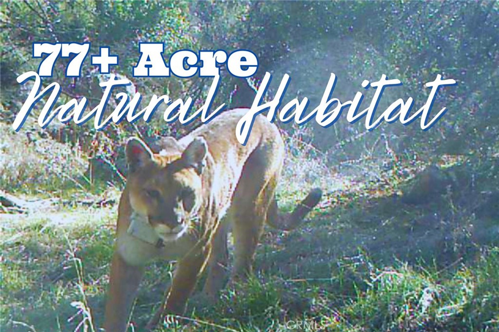 28618 Chihuahua Valley Road Warner Springs, CA 92086 - Photo 5 of 40