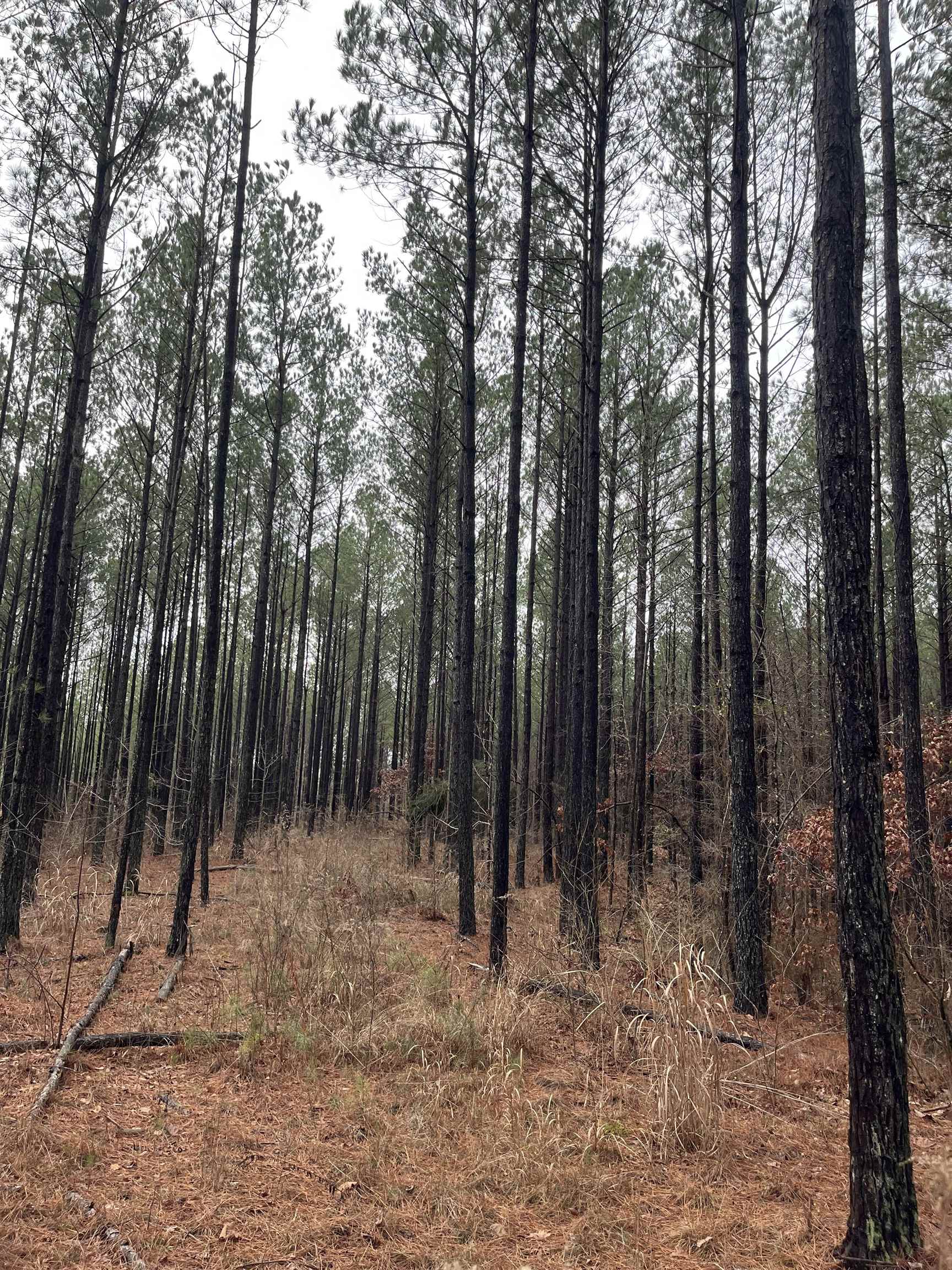 0 Cr 324 Road West Iuka, MS 38852 - Photo 2 of 10 View of local wilderness