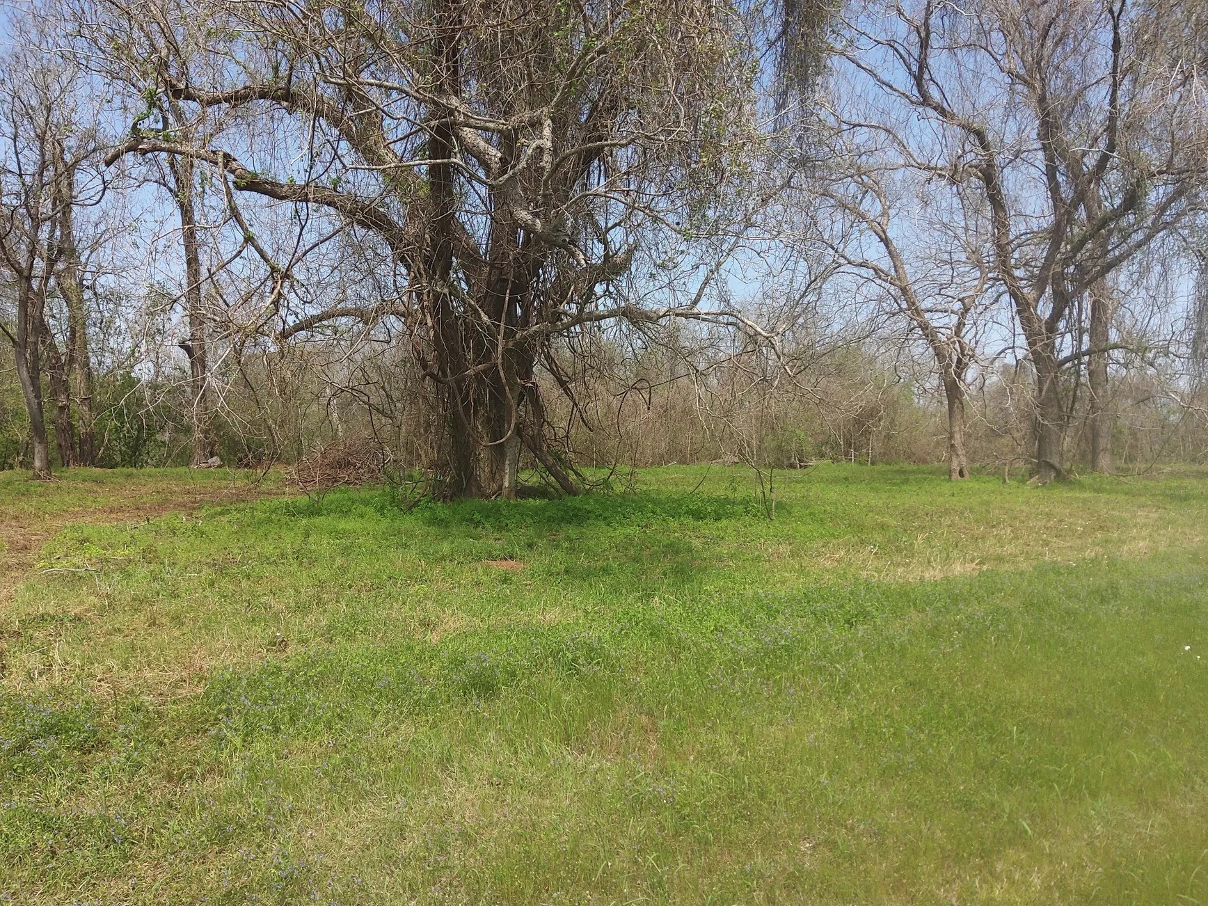 Lot 1 FM 521 Road Angleton, TX 77515 - Photo 5 of 34