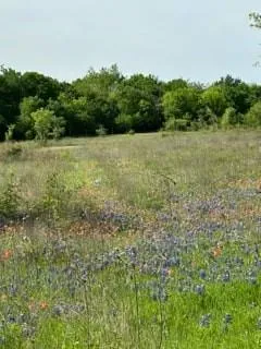 a view of a field with a tree
