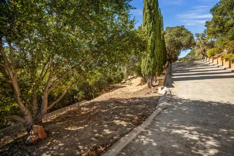 a view of a yard with plants and trees
