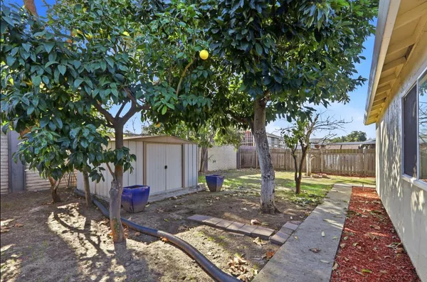 a tree in the middle of a yard