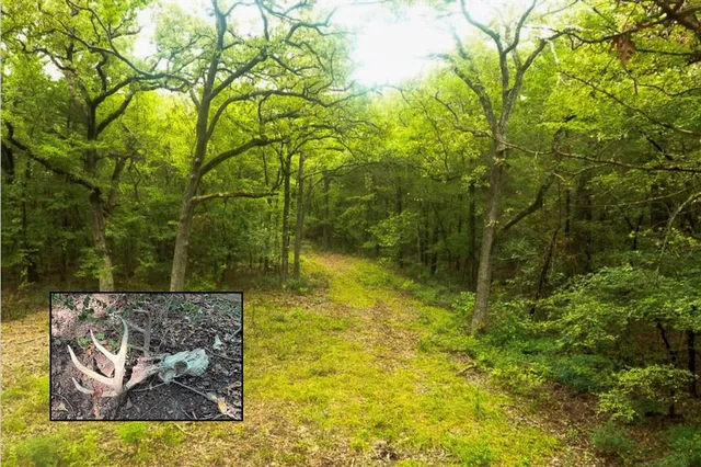 a view of a back yard