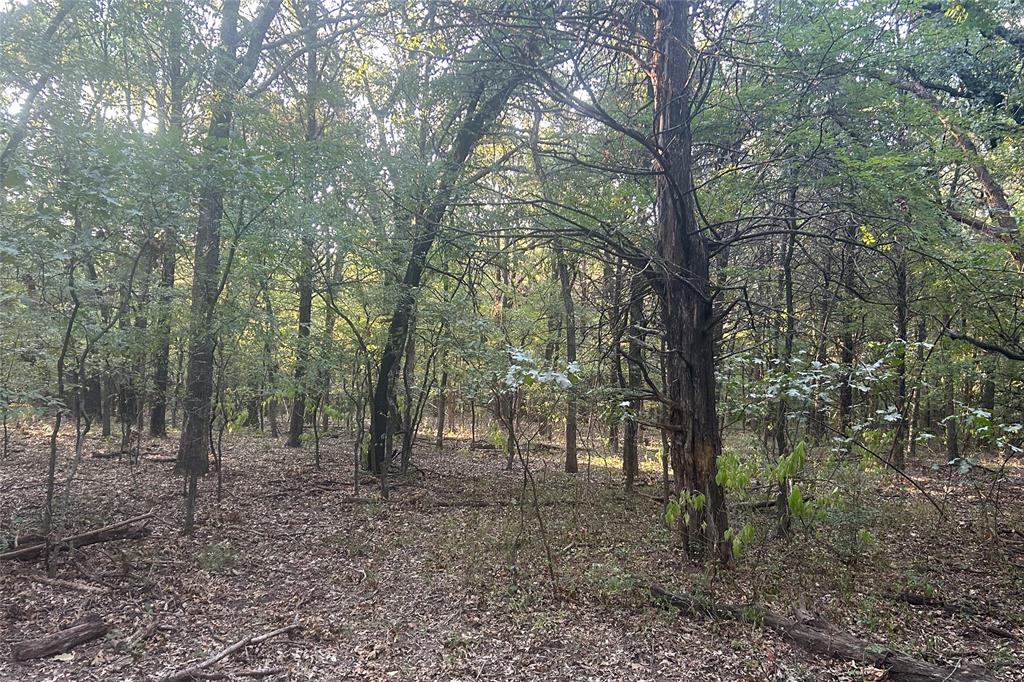 Tbd Pearce Street Collinsville, TX 76233 - Photo 13 of 39 a view of a forest filled with trees