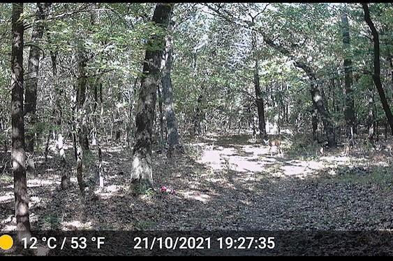 Tbd Pearce Street Collinsville, TX 76233 - Photo 28 of 39 a view of outdoor space and yard