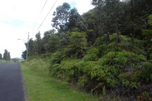 149 Leonaka Road Mountain View, HI 96771 - Photo 2 of 4 a view of a forest with a tree