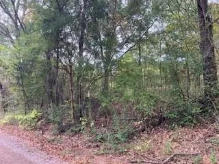 a view of a forest that has large trees