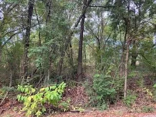 a view of a garden with plants and trees