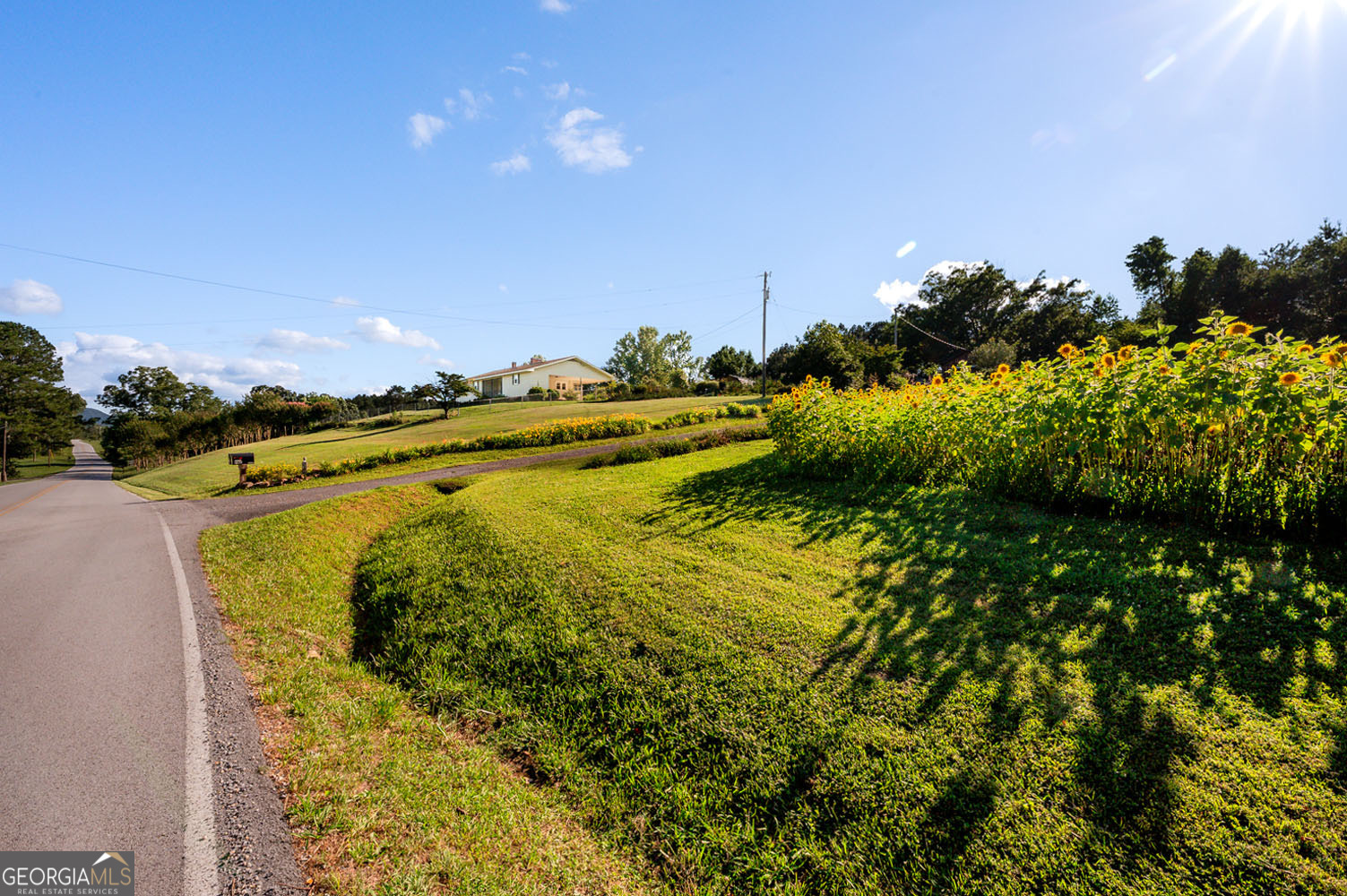 Sun Flower field