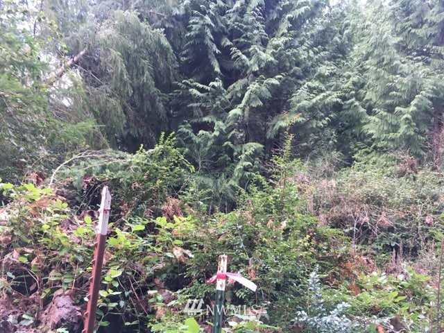 12914 Lovass Road Anderson Island, WA 98303 - Photo 5 of 5 Gallery Image 5