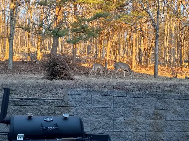 a view of a backyard with trees