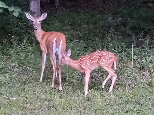 a view of a backyard