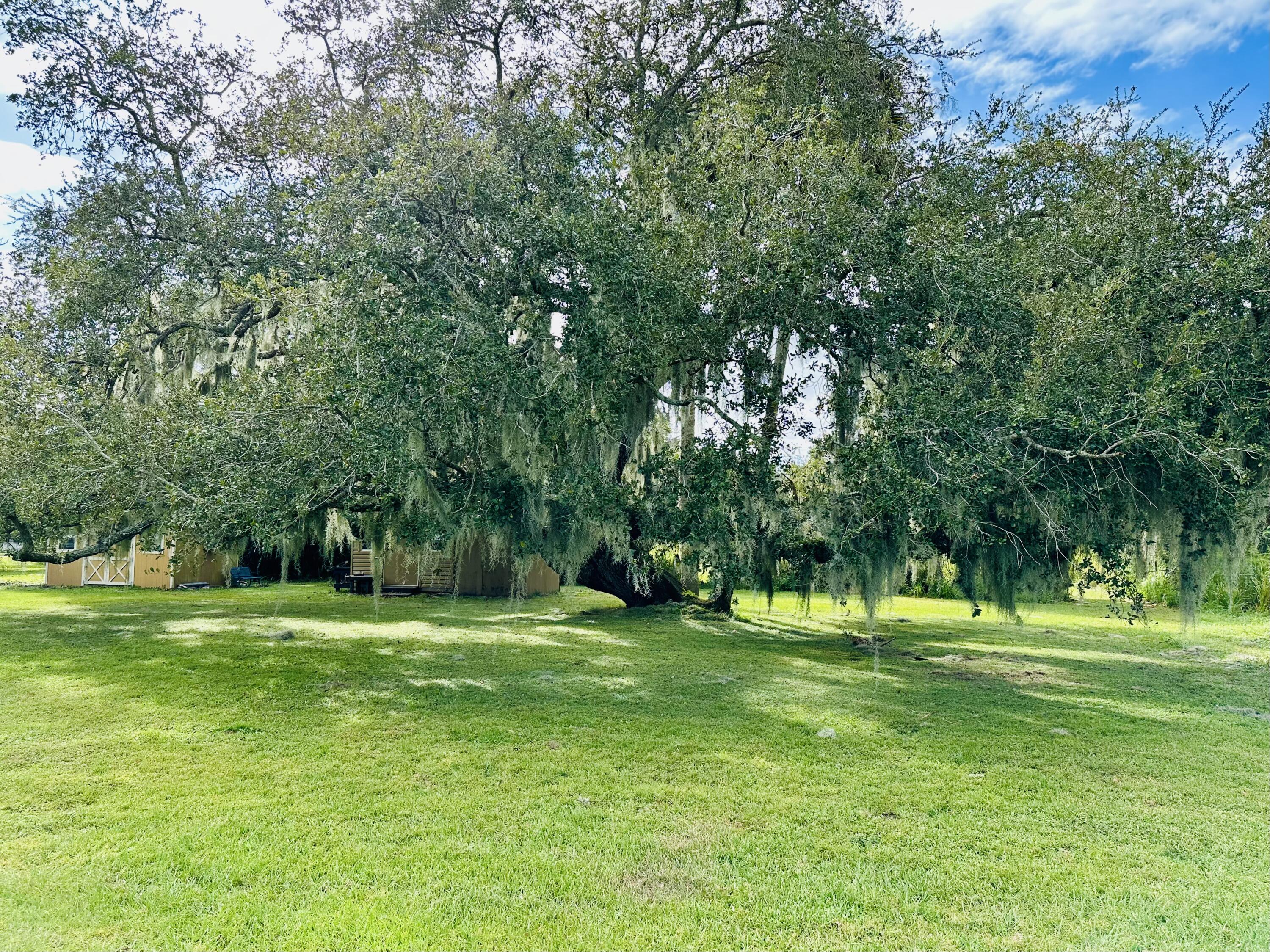 1104 Southwest 11th Street Okeechobee, FL 34974 - Photo 10 of 59 Nice shade Oak at rear property