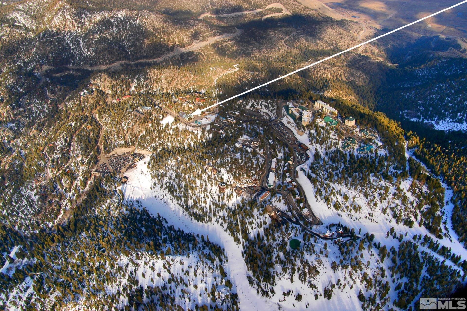 313 Tramway Drive, Unit 4 Stateline, NV 89449 - Photo 26 of 26 a close up of a tree