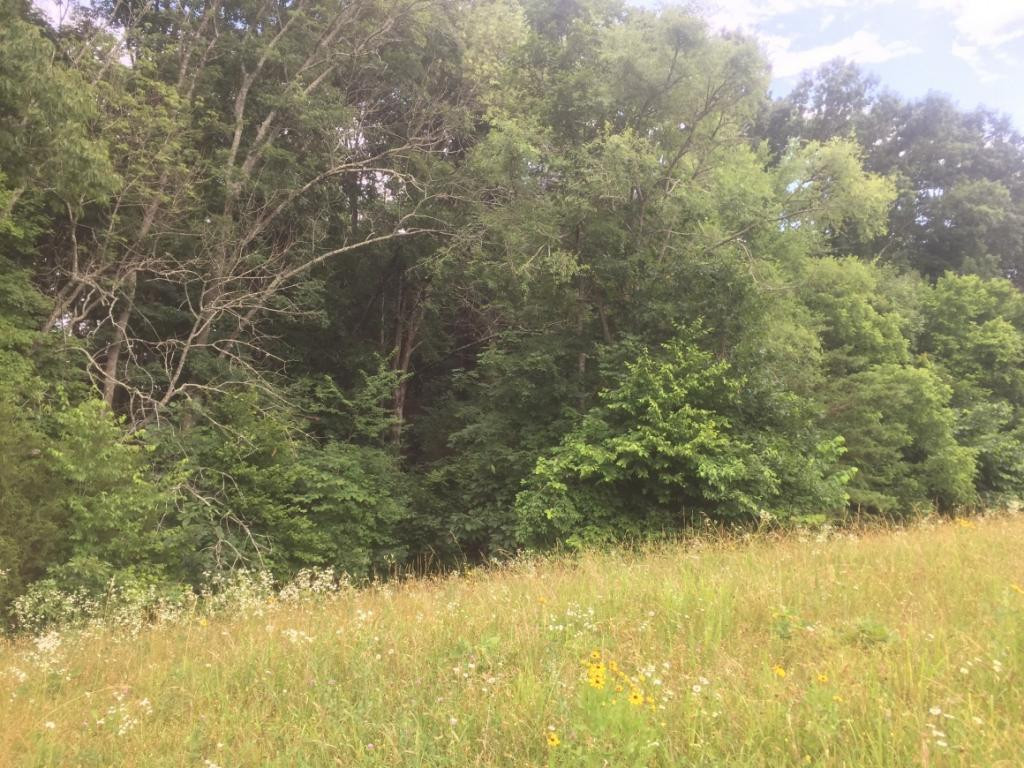 0 Rader Sidetrack Road Mosheim, TN 37818 - Photo 6 of 15 Photo 6