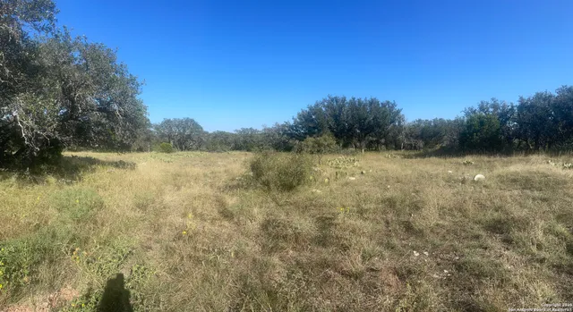 a view of tree covered with tall trees