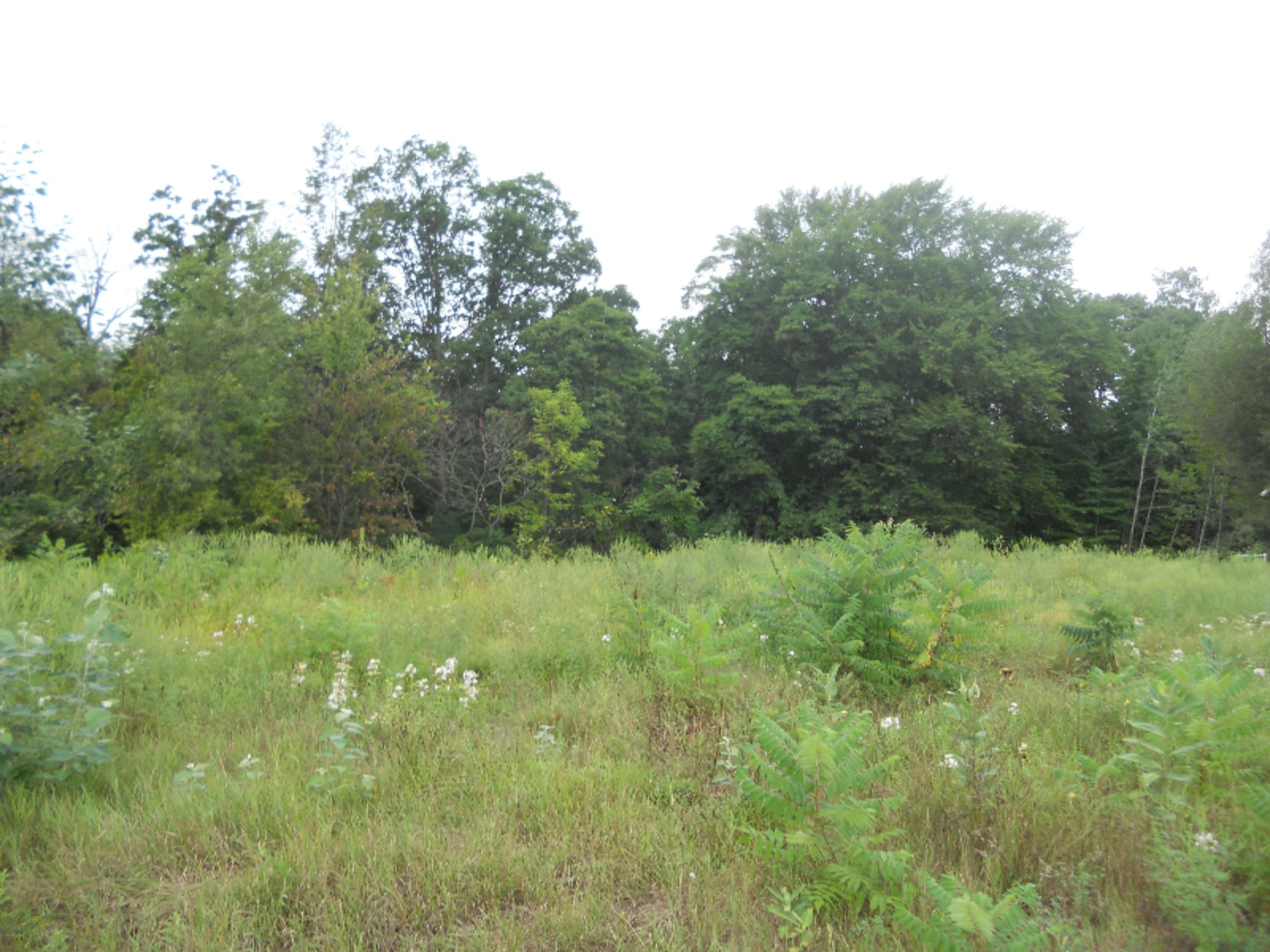 Lot 33 Ronalds Road Dorr, MI 49323 - Photo 1 of 1 DSCN3575