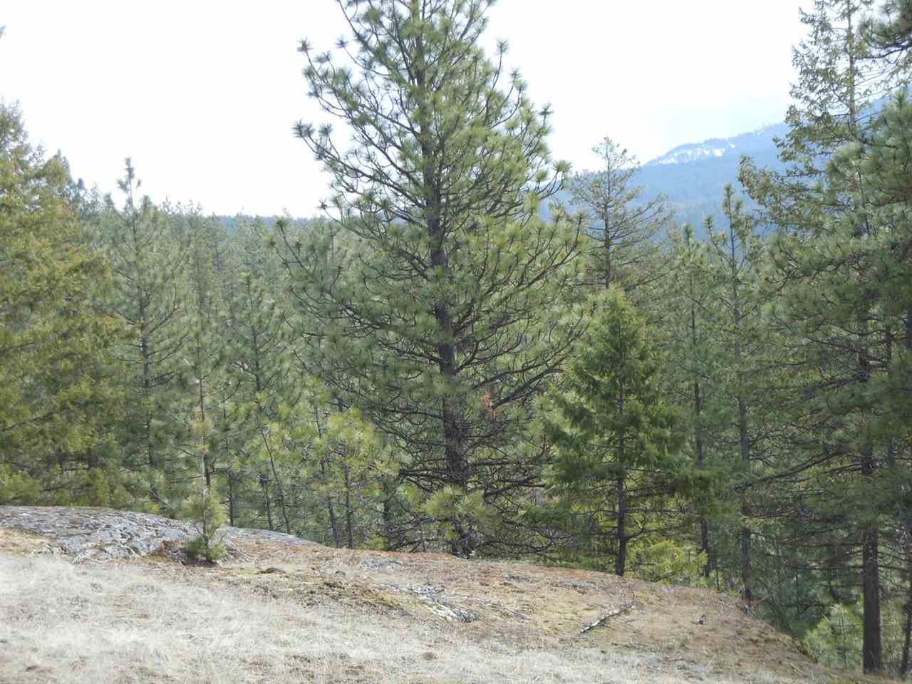786-tbd Arden Butte Road Colville, WA 99114 - Photo 5 of 18 Gallery Image 5